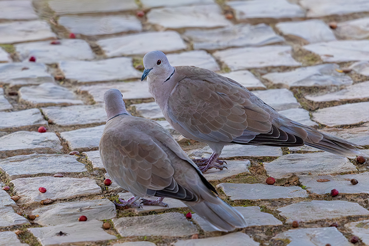 Pair of collared doves, luvin 